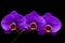 Bunch of purple phalaenopsis orchids with black background