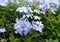 Bunch of purple Plumbago in Garden with green leaves in background.