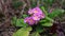 Bunch of purple primroses growing in spring garden. March flowers. Primula blooming in forest. Natural floral background