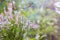 Bunch of purple scotch heather Calluna vulgaris, erica, ling bush