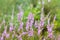 Bunch of purple scotch heather Calluna vulgaris, erica, ling bush