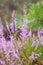 Bunch of purple scotch heather Calluna vulgaris, erica, ling bush