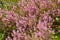 Bunch of purple scotch heather Calluna vulgaris, erica, ling bush also called Ling plant on moorland. Heather flowers