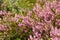 Bunch of purple scotch heather Calluna vulgaris, erica, ling bush also called Ling plant on moorland. Heather flowers Pink Calluna