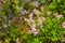 Bunch of purple scotch heather Calluna vulgaris, erica, ling bush also called Ling plant on moorland. Heather flowers Pink Calluna