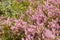 Bunch of purple scotch heather Calluna vulgaris, erica, ling bush also called Ling plant on moorland. Heather flowers Pink Calluna