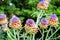 Bunch of purple thistle and green blurred background