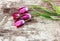 Bunch of purple tulips on old wooden background