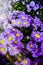 A Bunch Of Purple Ultraviolet Aster Flowers Under A Bokeh Of Sunlight