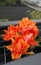 Bunch of radiant orange parrot tulips on dark background