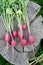 Bunch of radishes on a wooden background