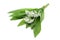 Bunch of ramson wild garlic flower heads and leaves on white iso