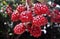 Bunch of raspberries growing on the branches