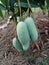 Bunch of Raw Mangoes hang on mango tree nature background.