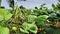 Bunch of raw moong beans on plant in a farm land in India