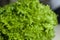 Bunch of raw organic green frisee salad close up.