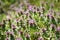 Bunch of read dead nettle, purple archangle Lamium purpureum  in April