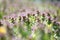 Bunch of read dead nettle, purple archangle Lamium purpureum  in April