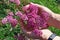 Bunch of real  wild pink  meadow small uncultivated flowers  in senior woman hands