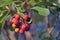 A bunch of red berries on a branch with green leaves