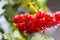 Bunch of Red Berries of Viburnum Guelder rose in garden after