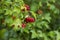 Bunch of Red Berries of Viburnum Guelder rose in garden after