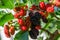 Bunch of red and black mulberries growing on the branch of a tree