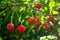 Bunch of the red cherries growing on the branch of a bush