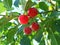 Bunch of red cherry on the branch with leaves.