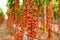 Bunch of red cherry tomato in a greenhouse