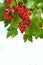 Bunch of red currant on a twig on a white background.