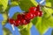 Bunch of red currants on a branch with leaves close-up/ Ribes rubrum