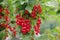 Bunch of red currants on a branch. Red currant background