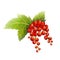 Bunch of red currants hand drawn art. Digital illustration imitation of watercolor. A branch of a large garden berry with