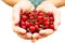 Bunch of red currants in hands