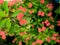 Bunch of Red Euphorbia milii Flowers Blooming