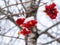 A bunch of red fruits berries of flowering plant guelder rose in winter