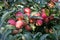 Bunch of red Gala apples on a apple tree