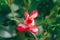 bunch of red garden roses. Beautiful pink rose with dark fringing of petals wet after rain