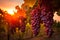 Bunch of red grapes growing in vineyard with sunset sunlight