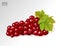 Bunch of red grapes with vine leaves isolated on transparent background. Realistic, fresh, natural food, dessert. 3d