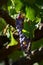 Bunch of red grapes in a vineyard. Summer season. Tuscany.