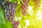 Bunch of red grapes on vineyard. Table red grape with green vine leaves. Autumn harvest of grapes for making wine, jam and juice.
