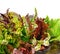 Bunch of red and green curly lettuce, water-cress, spinach, dil
