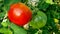 Bunch of red and green tomato hanging in greenhouse