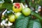 Bunch of red guava on tree in garden