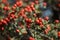 Bunch of red hawthorn berries with selective focus and bokeh background