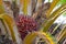 Bunch of Red oil palm seedling on its tree, farmland in Thailand.