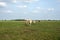 Bunch of red pied cows walking, seen from behind, towards the horizon, with a soft blue sky with some white clouds.