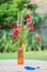 Bunch of of red poppies and cornflowers